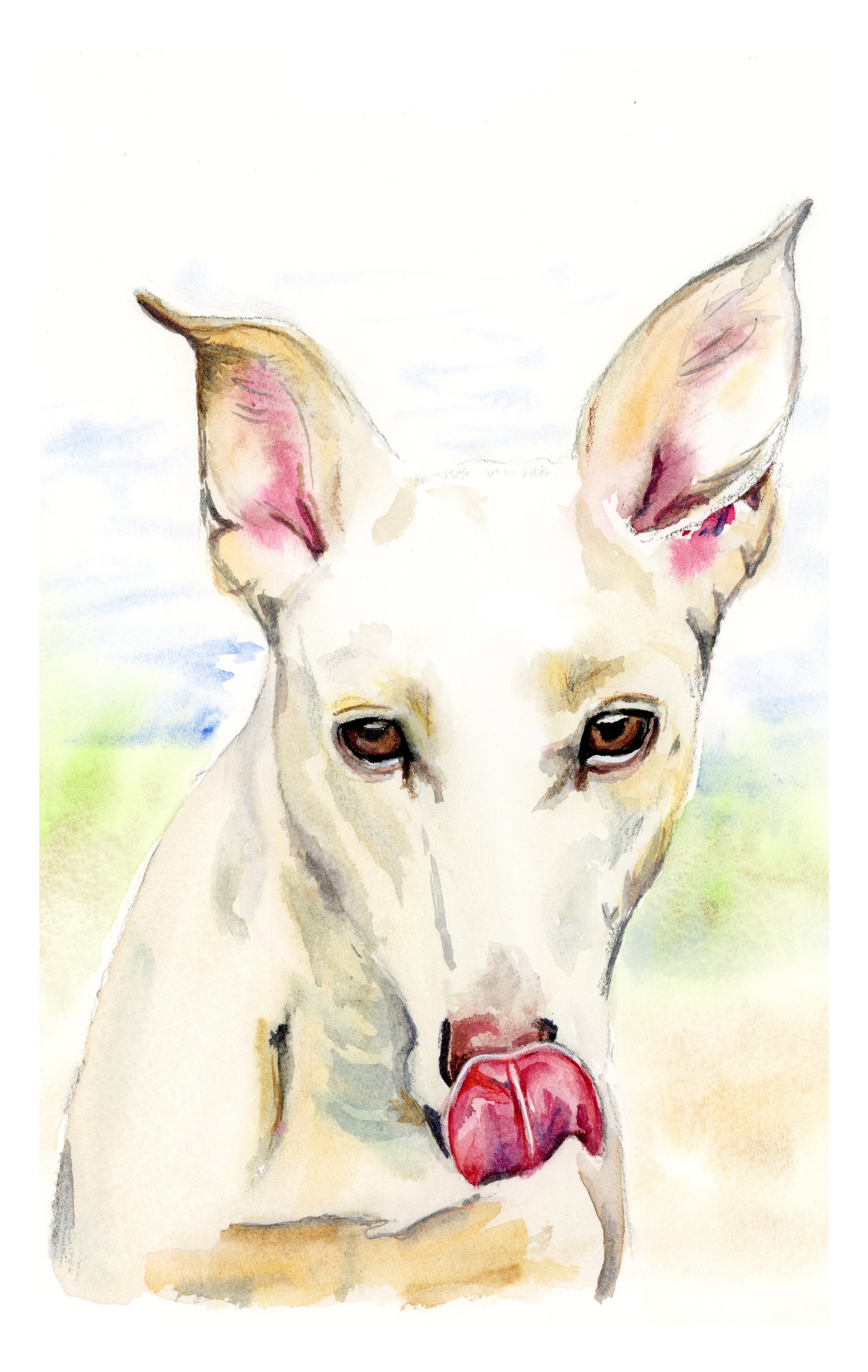 Watercolour portrait of apple creamy dog licking their nose with a big pink tongue
