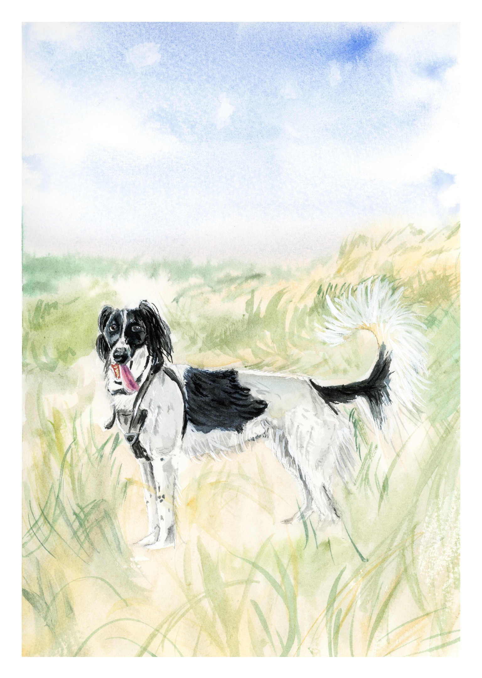 Watercolour of a black and white long haired dog on a grassy sand dune