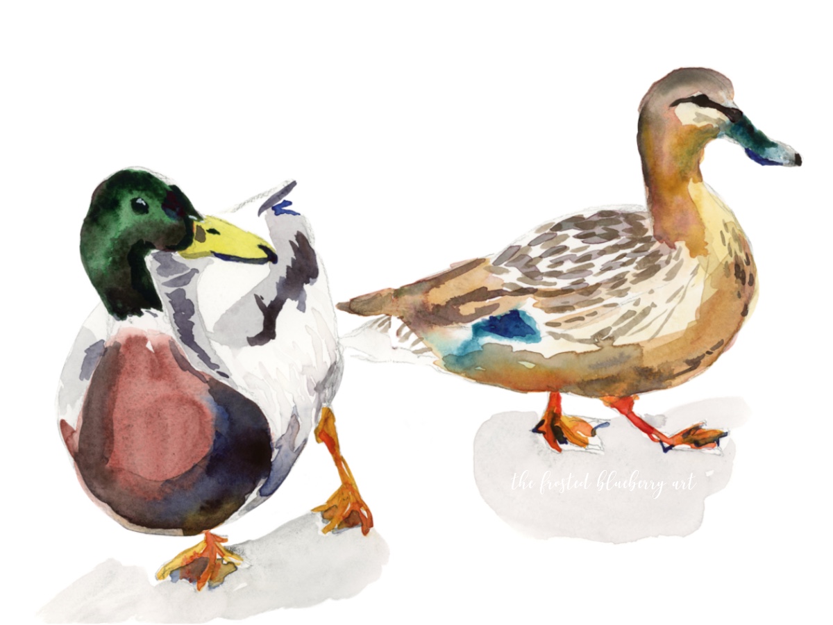 Male and female mallard ducks painted in watercolour