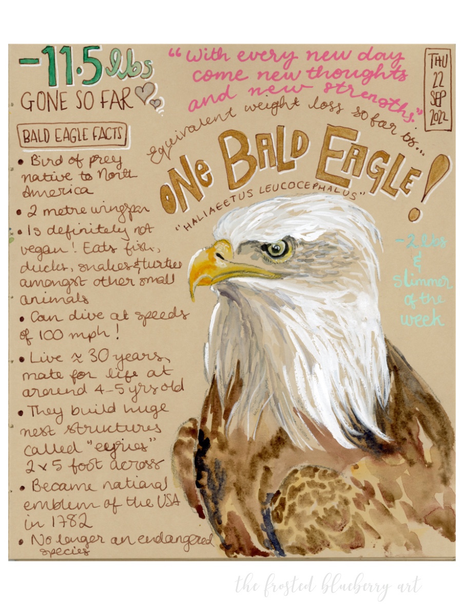 Sketch journal page on toned paper illustrating a bald eagle weighing 11.5 lbs (Weight loss so far) with text describing various facts about bald eagles