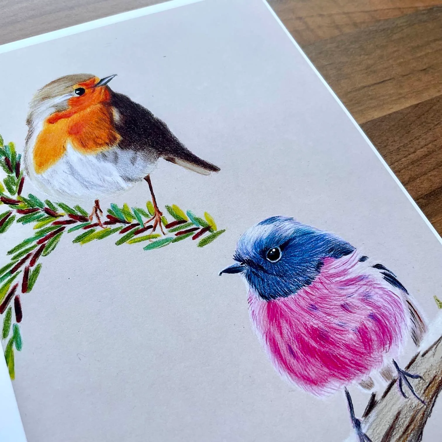 Coloured pencil European robin sat on an evergreen branch and an Australian robin sat on a bare branch