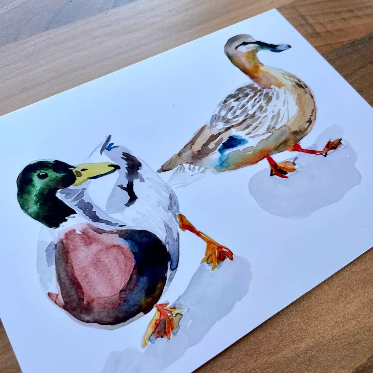 Watercolour painting of a male and female pair of mallard ducks