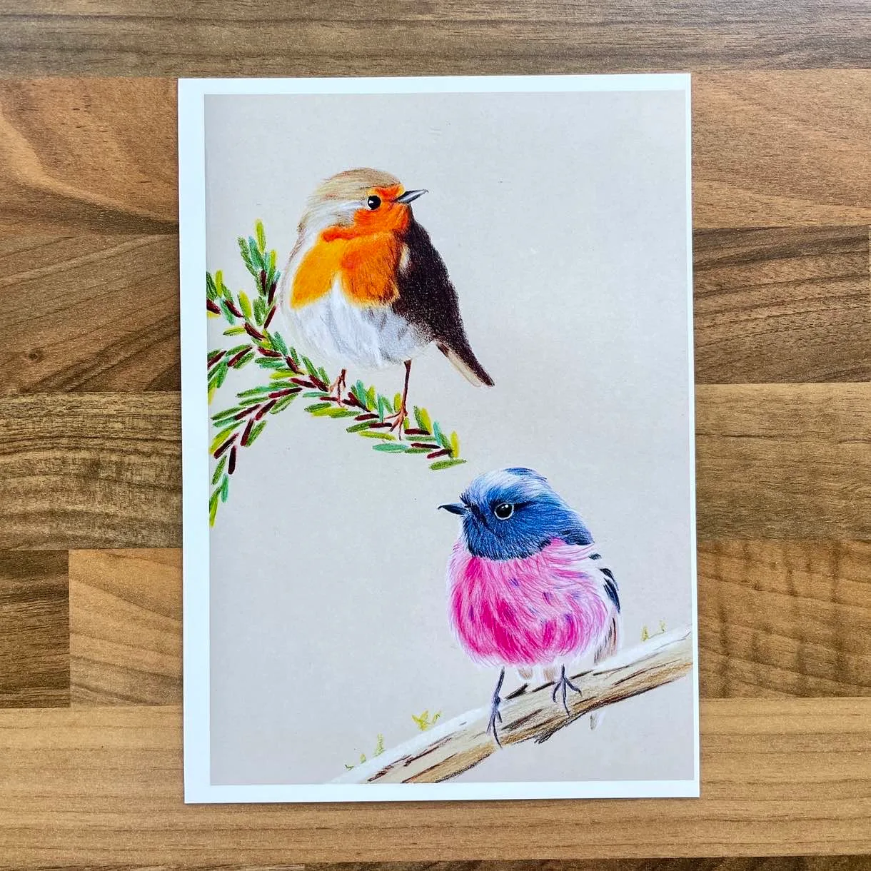 Coloured pencil European robin sat on an evergreen branch and an Australian robin sat on a bare branch