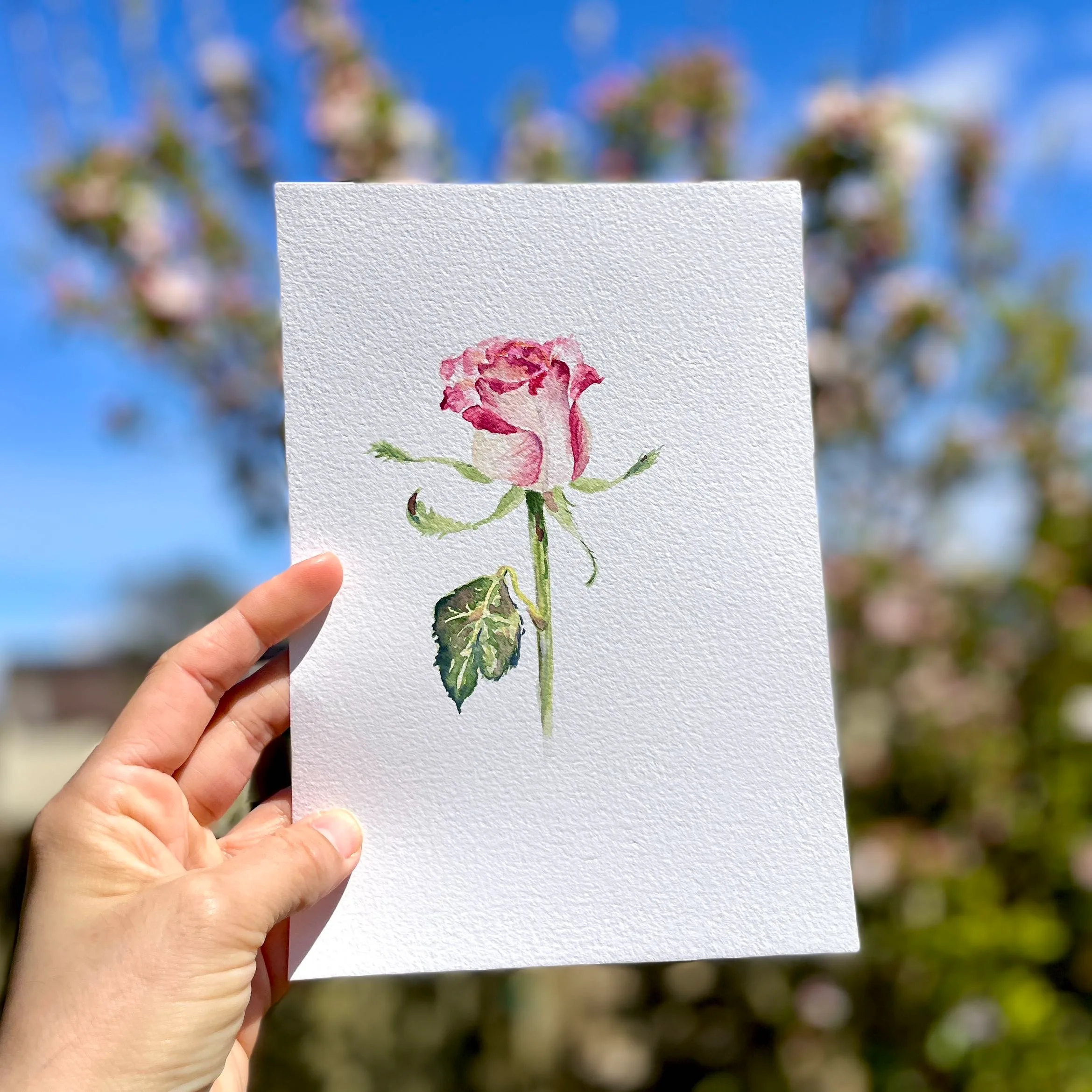 Original watercolour painting of a pink long stemmed rose