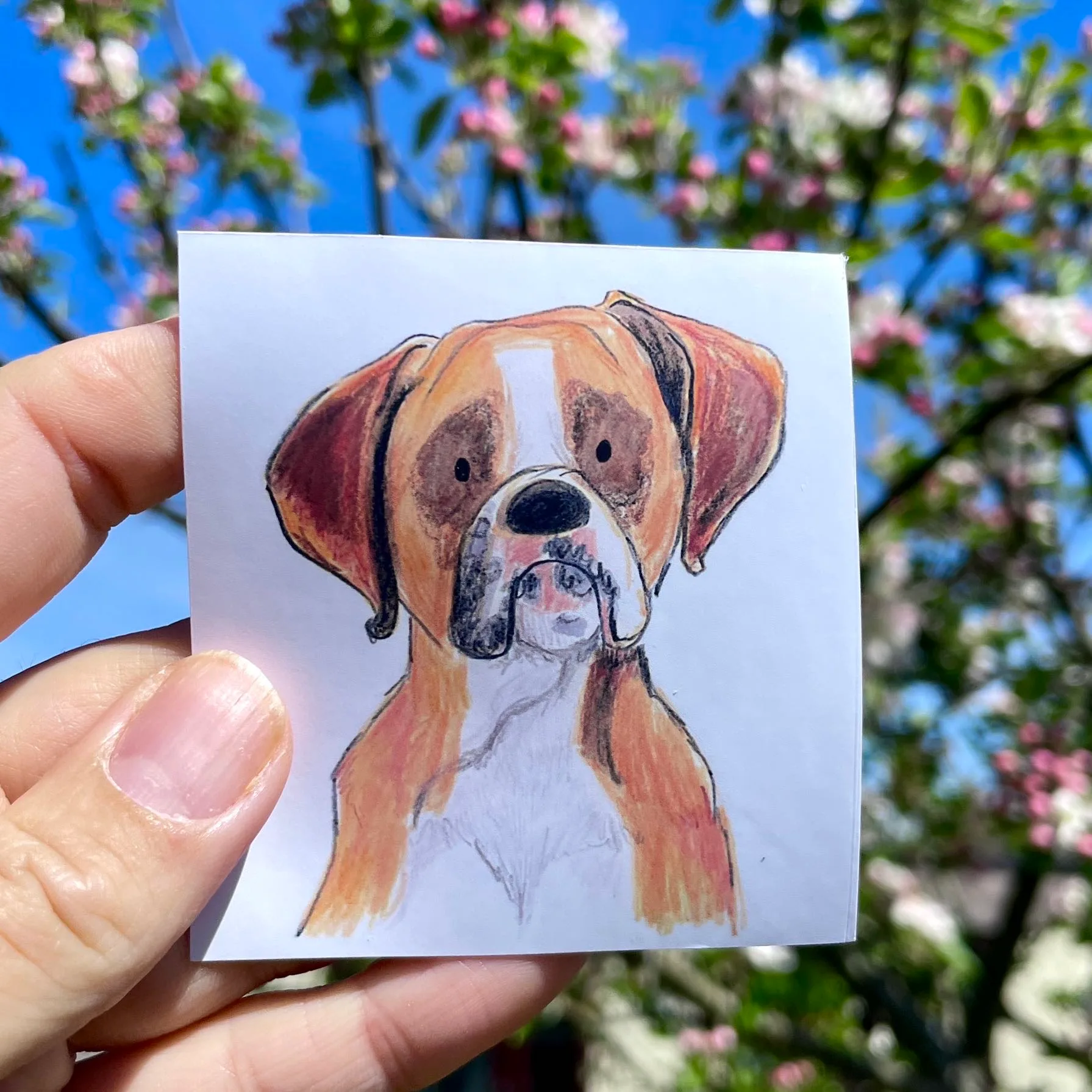 Vinyl die cut sticker of a boxer dog